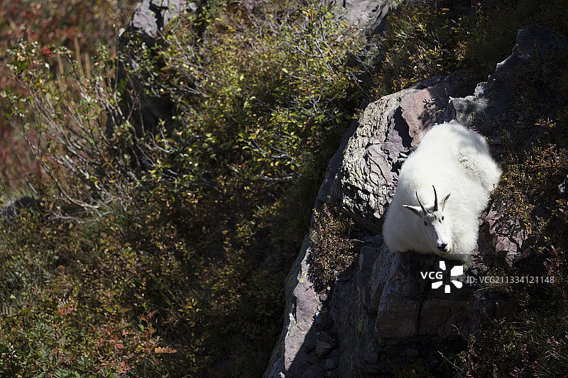 在冰川国家公园岩石上休息的山羊图片素材