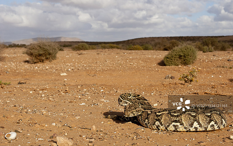 摩洛哥南部沙漠的鼓腹毒蛇图片素材