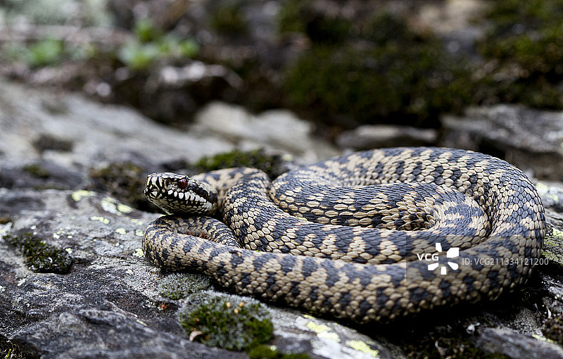 瑞士伯尔尼高地岩石上晒太阳的蝰蛇图片素材
