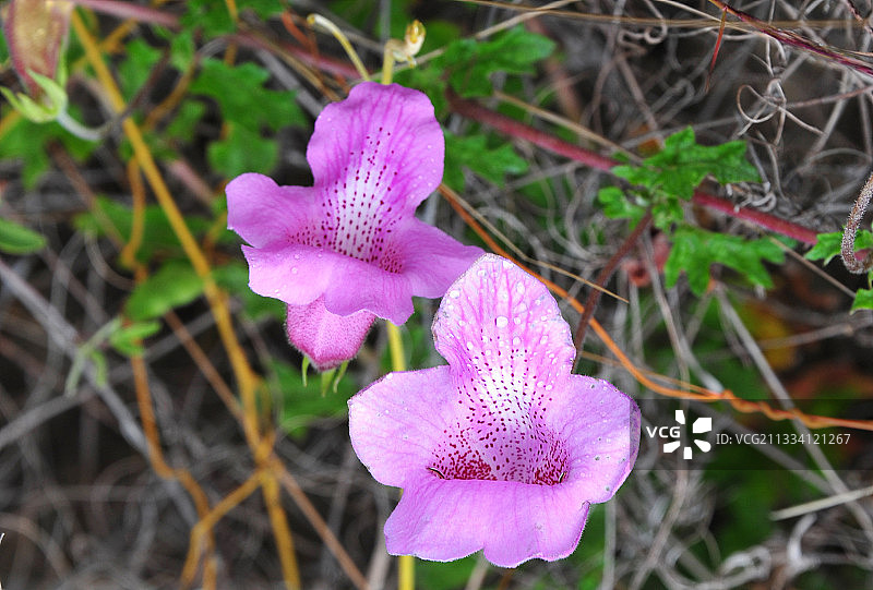 巴扎鲁托岛莫桑比克海峡的植物图片素材