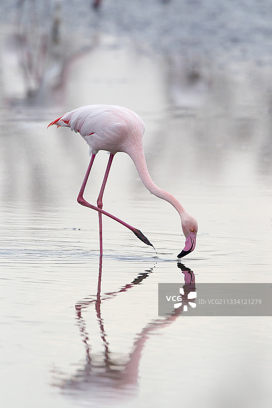 冬季卡马格，水中觅食的大火烈鸟图片素材