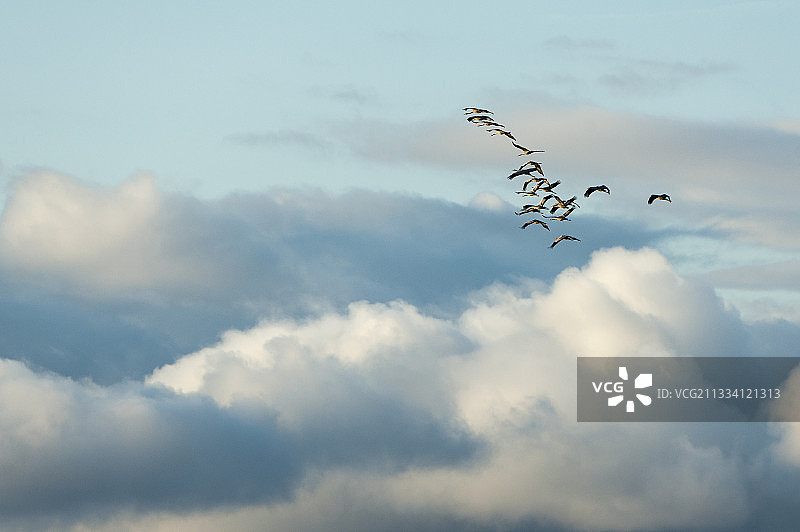 在瑞典Kvismaren保护区飞行的普通鹤图片素材