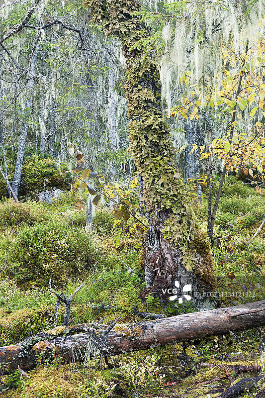 Hamra国家公园树干下层植被上的肺地衣图片素材