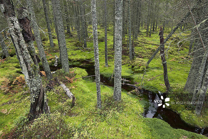 斯库勒斯克ogen国家公园的苔藓溪流图片素材