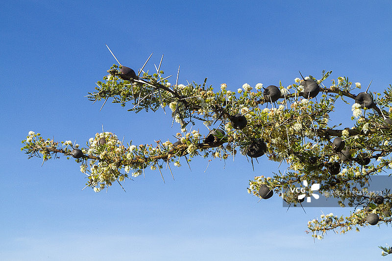 肯尼亚马赛马拉哨声金合欢瘿蚁图片素材