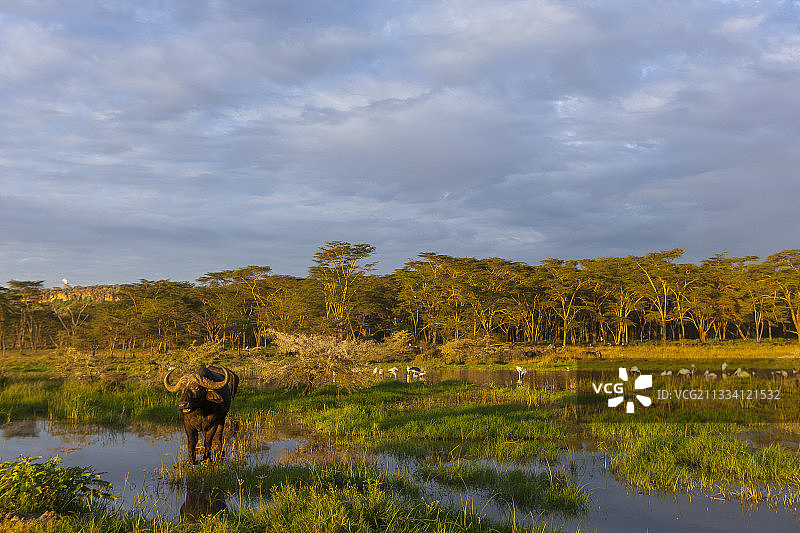 内库鲁湖洪水岸边的非洲水牛图片素材