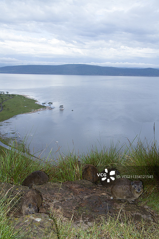 肯尼亚纳库鲁湖洪水泛滥的岸边的岩石蹄兔图片素材
