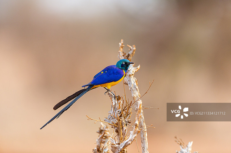 金胸椋鸟，肯尼亚察沃图片素材