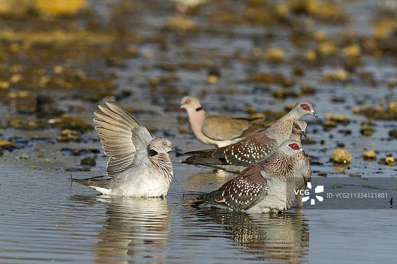 在马加迪湖哀鸣的欧亚斑鸠和斑点鸽图片素材