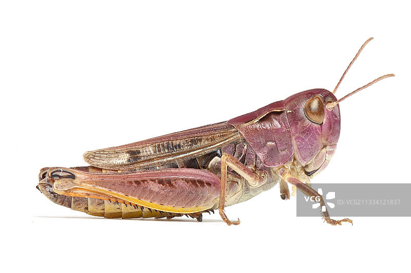 白色背景上的黑斑蚱蜢图片素材