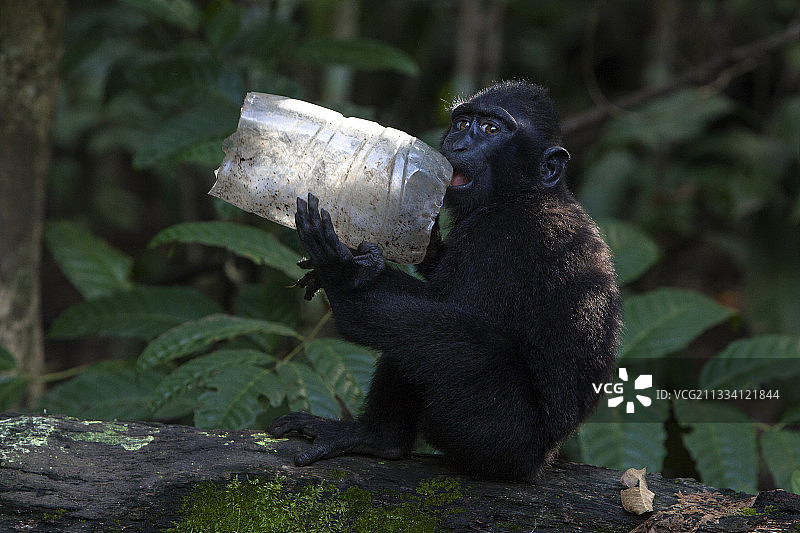 年轻的苏拉威西凤头 macaque 猴和瓶子，Tangkoko图片素材