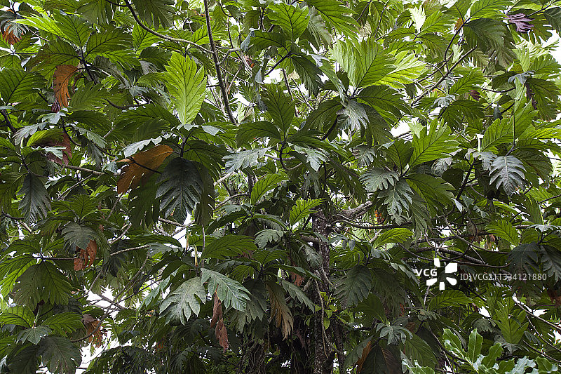 印度尼西亚苏拉威西岛的面包果叶子图片素材