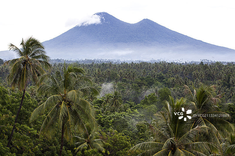 印度尼西亚苏拉威西岛塔西科基野生动物救援图片素材