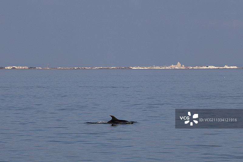 圣玛丽德拉梅尔水面上的普通瓶鼻海豚图片素材