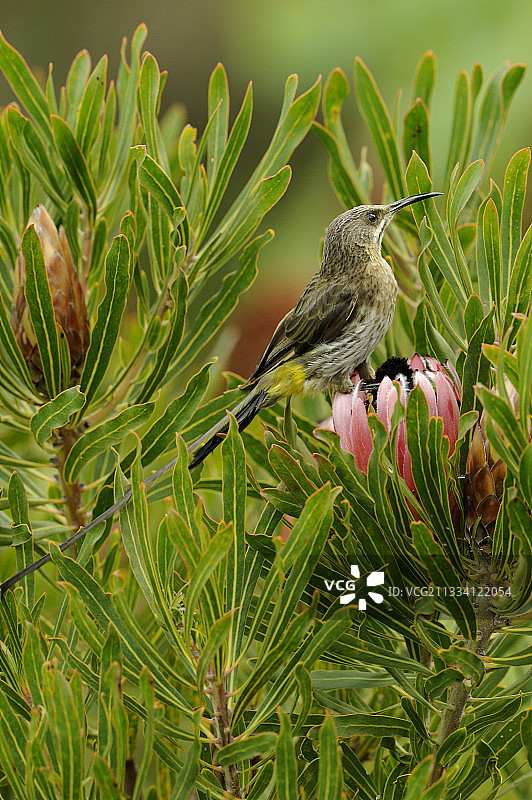 南非普洛提亚花上的海角糖鸟图片素材