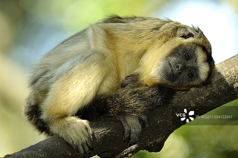 树枝上的雌性黑吼猴图片素材