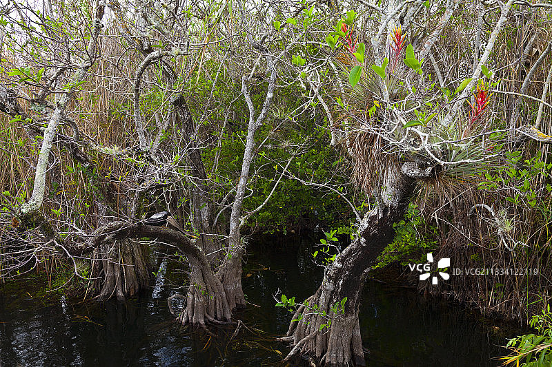 红树林沼泽的附生植物，美国佛罗里达州图片素材