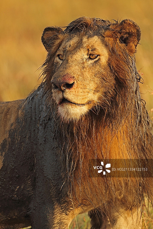肯尼亚穆西亚拉泥泞沼泽的狮子肖像图片素材