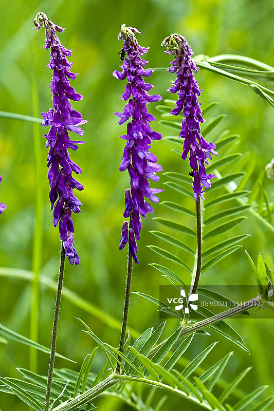 在西班牙加泰罗尼亚盛开的簇毛鹝豆图片素材