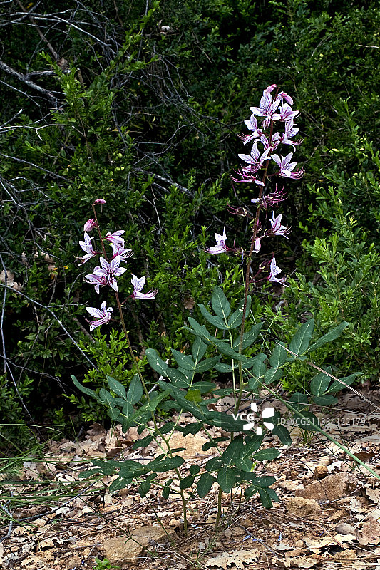 西班牙加泰罗尼亚盛开的白花丹图片素材