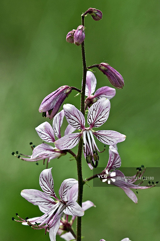 西班牙加泰罗尼亚盛开的白花丹图片素材