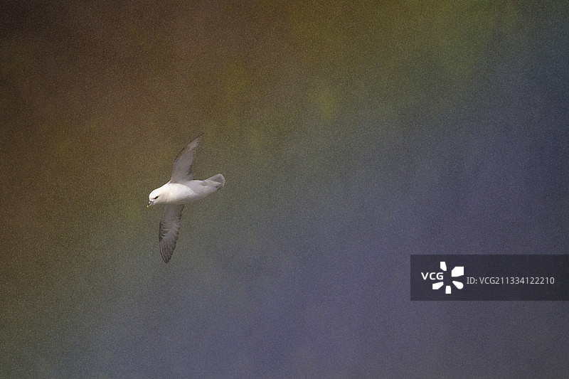飞过斯科加瀑布彩虹的北极海鹦图片素材