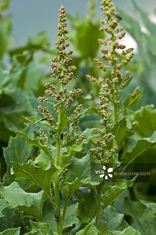 西班牙加泰罗尼亚开花结果的藜麦图片素材
