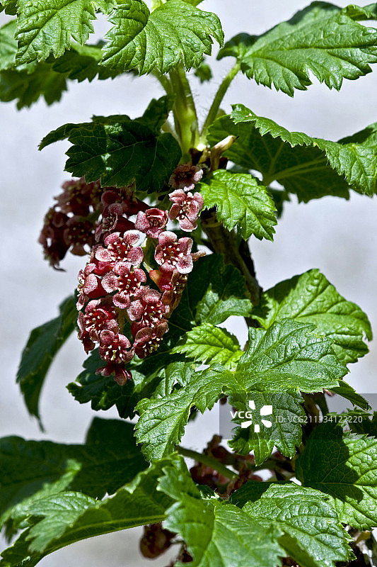西班牙加泰罗尼亚开花结果的岩生茶藨子图片素材