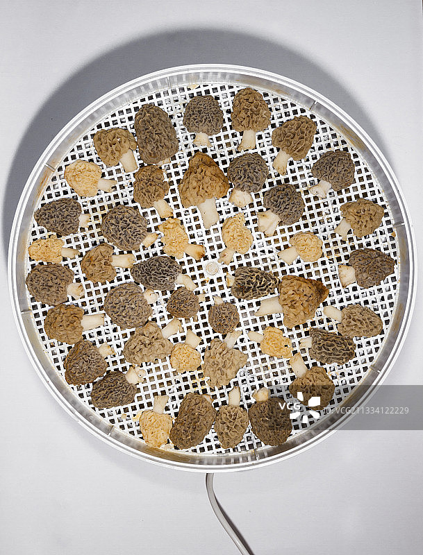 干燥器中干燥的黄色经典羊肚菌图片素材