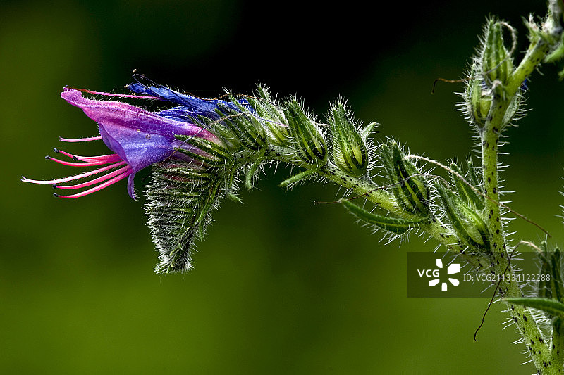 西班牙加泰罗尼亚的开花和结果的蓝蓟图片素材