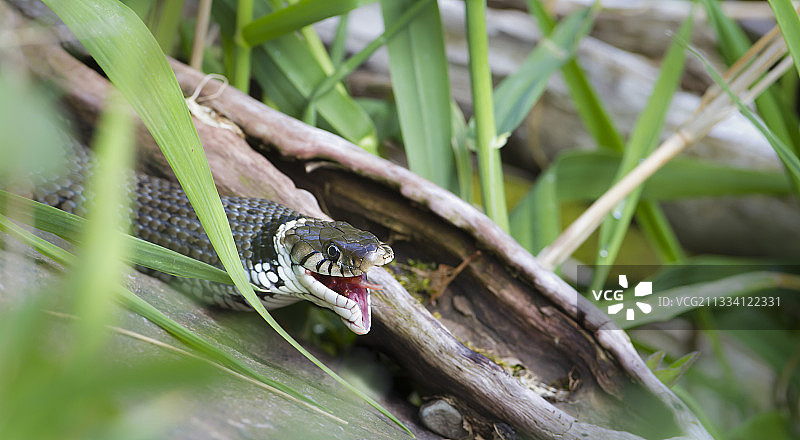 草蛇吞食欧洲青蛙，法国图片素材