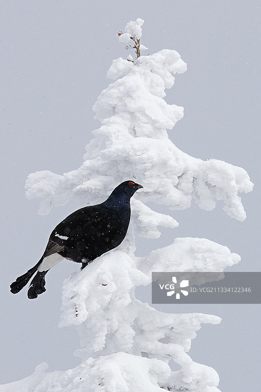 瑞士雪冷杉顶部的黑松鸡雄鸟图片素材