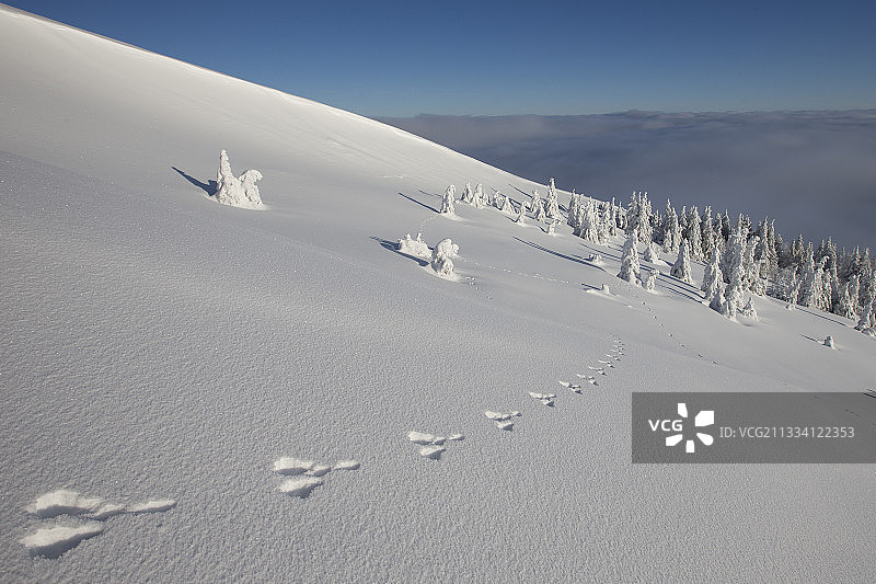 瑞士雪地里的山兔足迹图片素材