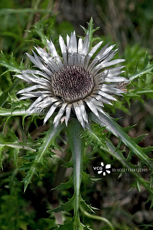 西班牙加泰罗尼亚盛开的银色蓟图片素材