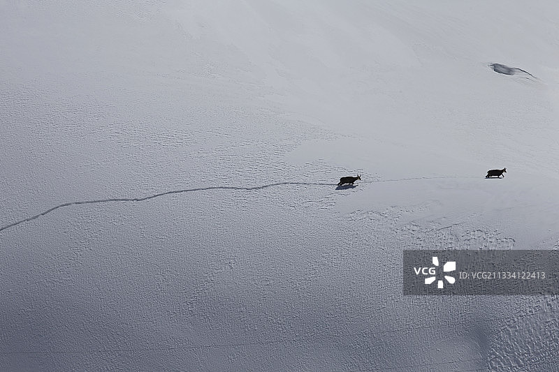 在瑞士雪地里行走的羚羊图片素材