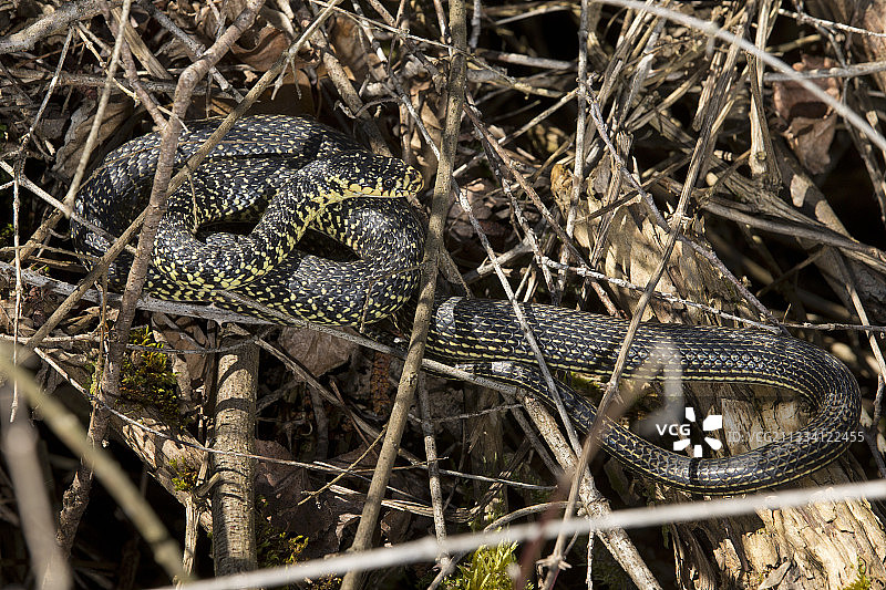 瑞士树枝上的西方鞭蛇图片素材