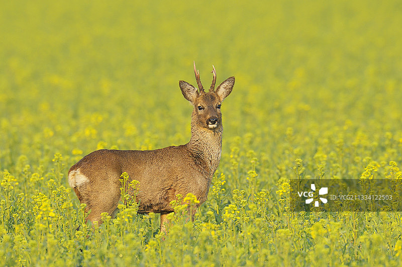 德国春天油菜籽田里的狍图片素材