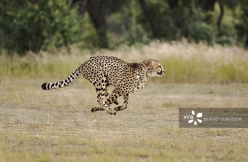 纳米比亚哈纳斯野生动物基金会奔跑的雌性猎豹图片素材