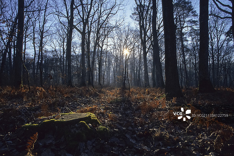 卡努特人的残余森林图片素材