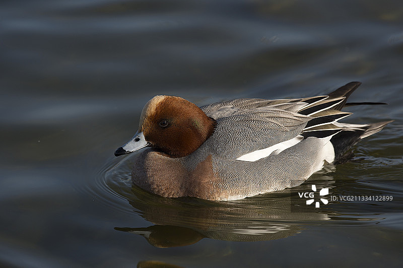 在罗斯基勒峡湾游泳的雄性威廉鸭图片素材