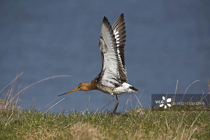 舒展翅膀的黑尾塍鹬，丹麦图片素材