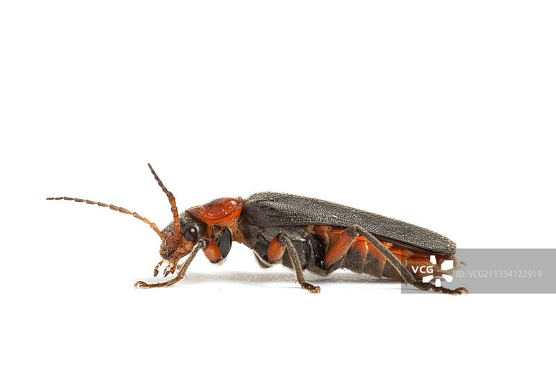 步甲虫特写图片素材