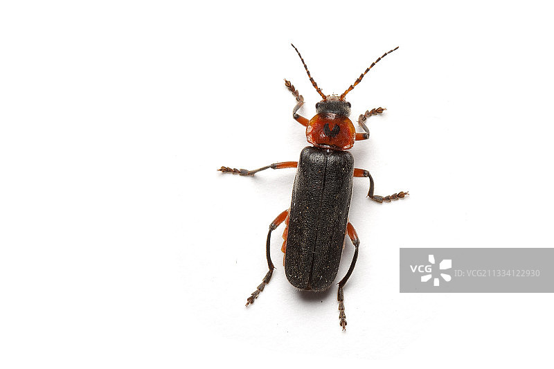 步甲虫特写图片素材