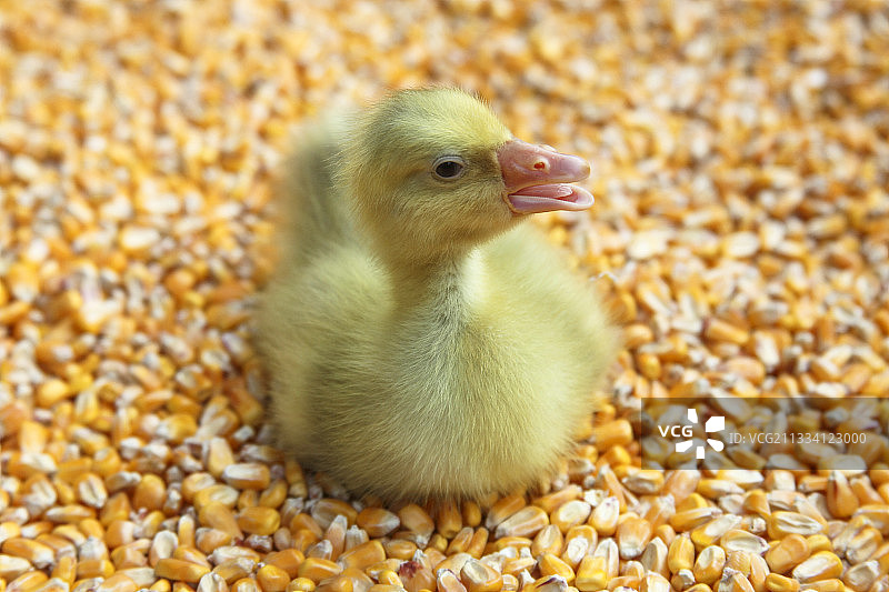 年轻的家鹅躺在玉米上图片素材