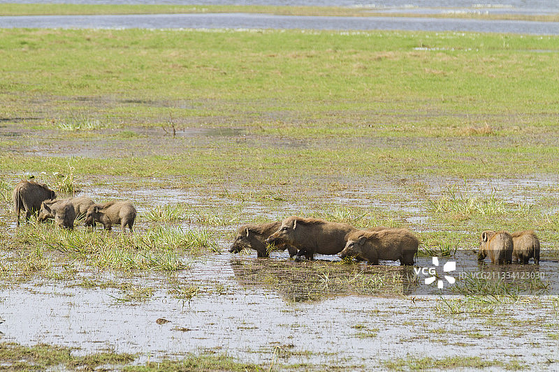 印度伦滕波尔国家公园水中的野猪图片素材