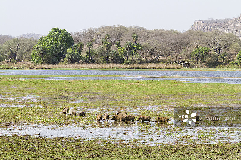 印度伦滕波尔国家公园水中的野猪图片素材