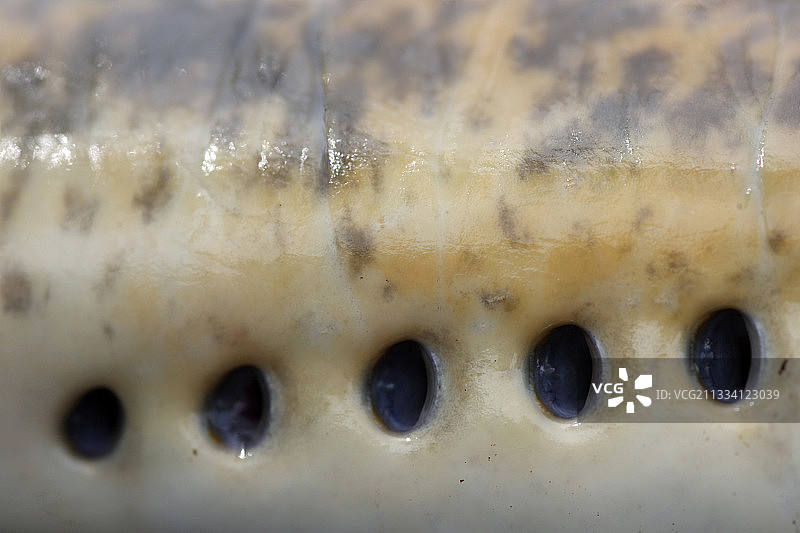 专业渔民Alain Meresse在卢瓦尔河口捕捞七鳃鳗图片素材