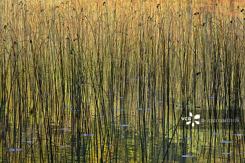 法国比热地区安布里昂湖的 rushes 和倒影图片素材