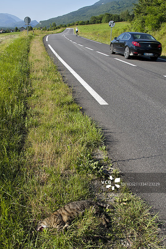 野猫在法国比热公路旁坠毁图片素材
