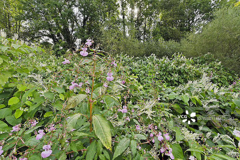 法国岸边的凤仙花和蓼草图片素材
